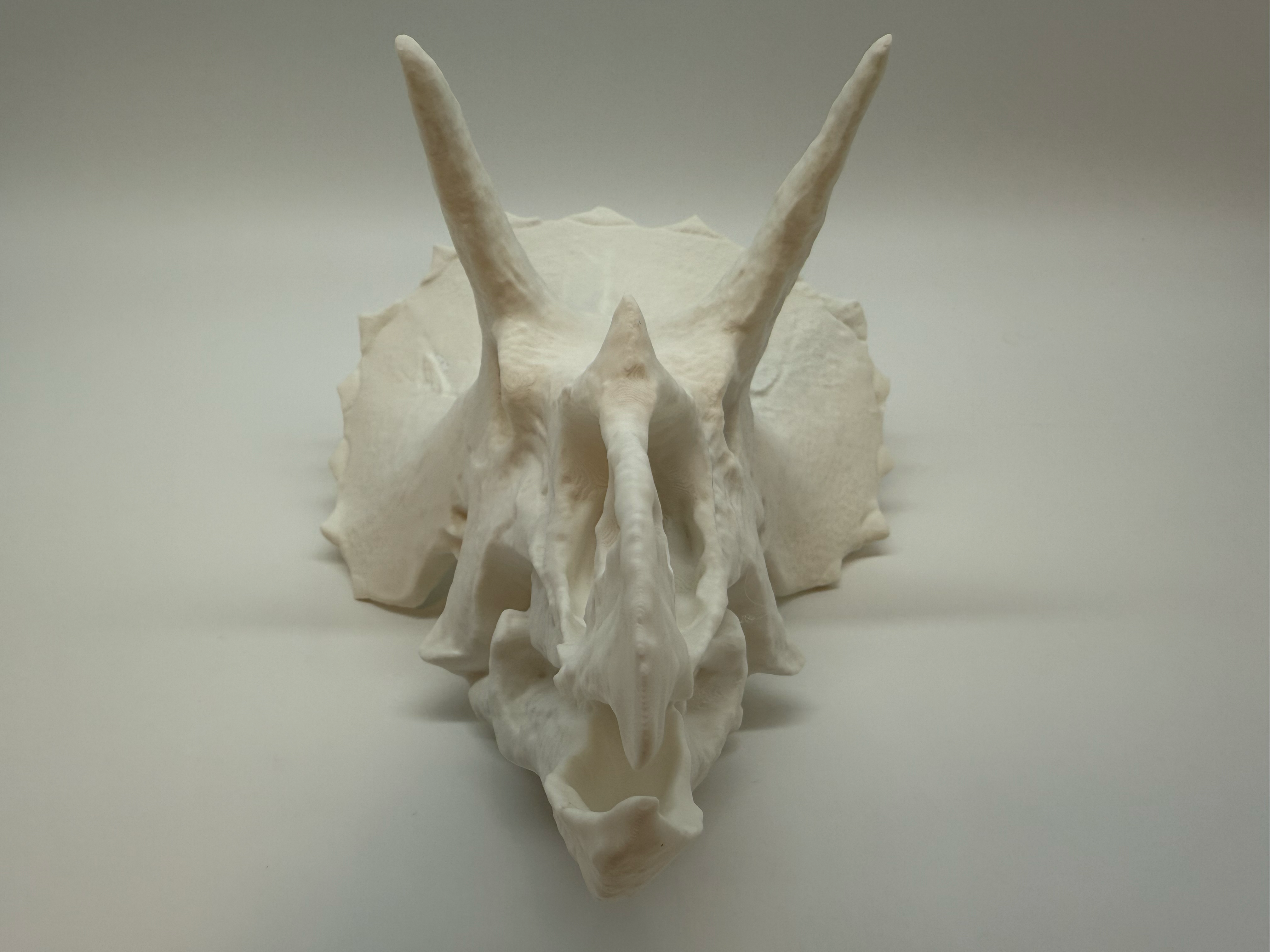 Triceratops Skull - Premium Quality